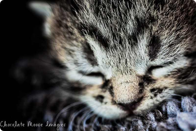 chocolate moose images, minneapolis pet portrait photographer, kitten, baby kitty, tiger, farm cat, iowa kitty