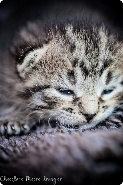 chocolate moose images, minneapolis pet portrait photographer, kitten, baby kitty, tiger, farm cat, iowa kitty