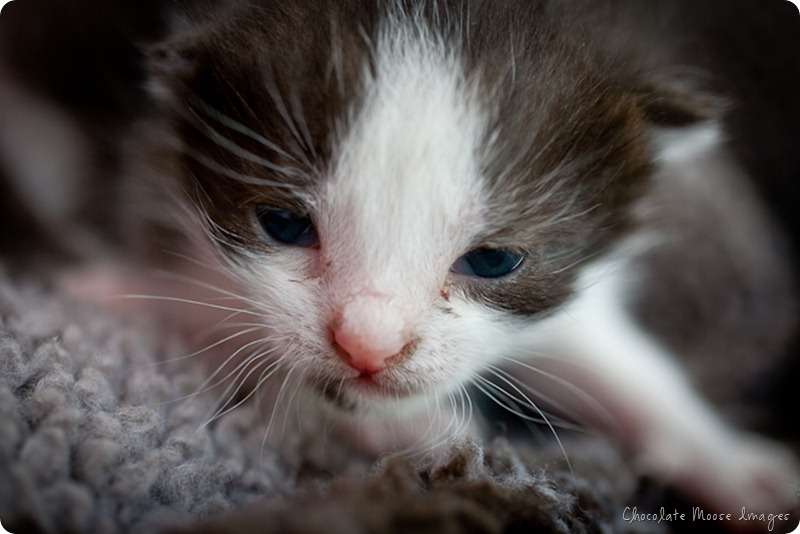 chocolate moose images, pet portrait photography, minneapolis, iowa pet portraits, kittens, cat portraits, farm cats