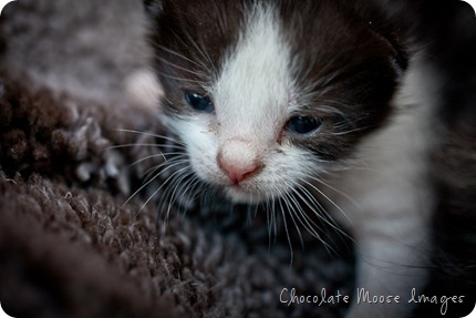 chocolate moose images, pet portrait photography, minneapolis, iowa pet portraits, kittens, cat portraits, farm cats