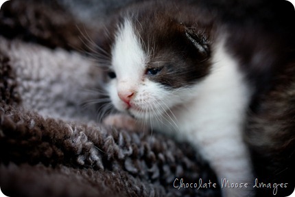 chocolate moose images, pet portrait photography, minneapolis, iowa pet portraits, kittens, cat portraits, farm cats