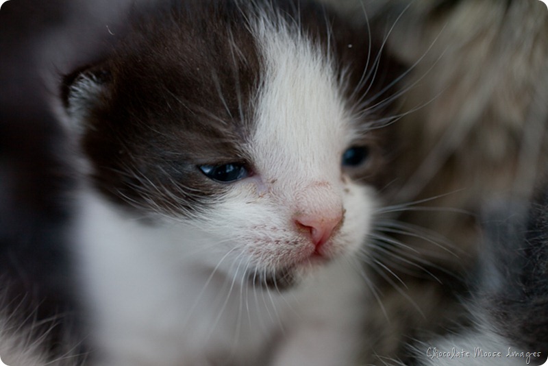 chocolate moose images, pet portrait photography, minneapolis, iowa pet portraits, kittens, cat portraits, farm cats