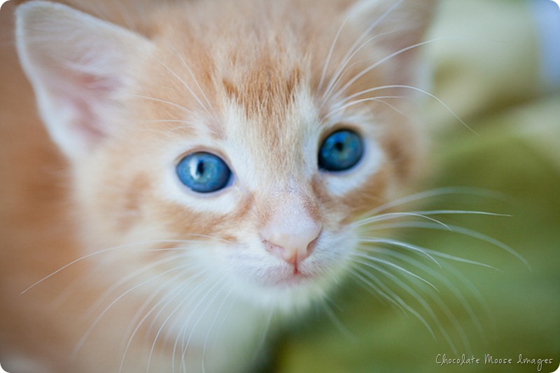 orange kittens, minneapolis pet photographer, wisconsin pet photographer, chocolate moose images, cat portrait, pet portraits