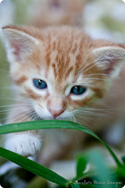 orange kittens, minneapolis pet photographer, wisconsin pet photographer, chocolate moose images, cat portrait, pet portraits