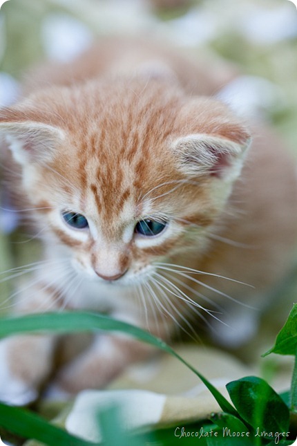 orange kittens, minneapolis pet photographer, wisconsin pet photographer, chocolate moose images, cat portrait, pet portraits