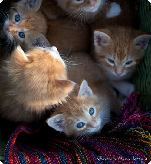 orange kittens, minneapolis pet photographer, wisconsin pet photographer, chocolate moose images, cat portrait, pet portraits
