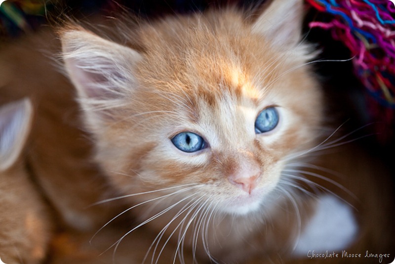 orange kittens, minneapolis pet photographer, wisconsin pet photographer, chocolate moose images, cat portrait, pet portraits