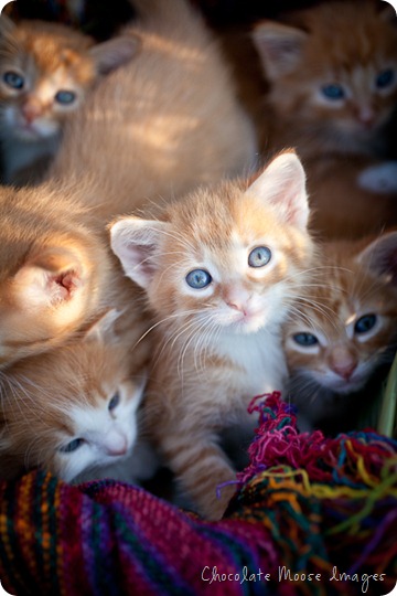 orange kittens, minneapolis pet photographer, wisconsin pet photographer, chocolate moose images, cat portrait, pet portraits