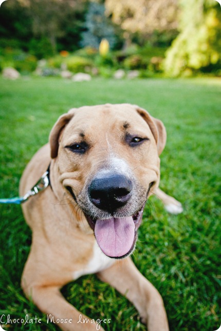 minneapolis pet photographer, chocolate moose images, pit bull, dog portrait, minneapolis park