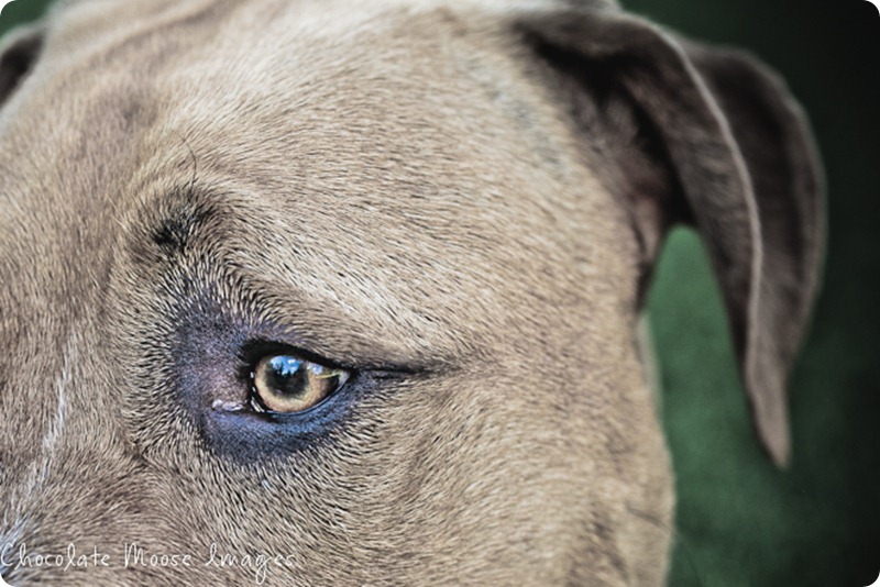 minneapolis pet photographer, chocolate moose images, pit bull, dog portrait, minneapolis park