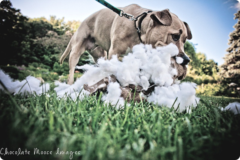 minneapolis pet photographer, chocolate moose images, pit bull, dog portrait, minneapolis park