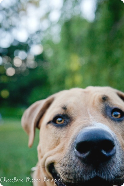 minneapolis pet photographer, chocolate moose images, pit bull, dog portrait, minneapolis park