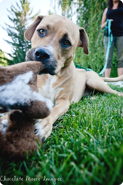 minneapolis pet photographer, chocolate moose images, pit bull, dog portrait, minneapolis park