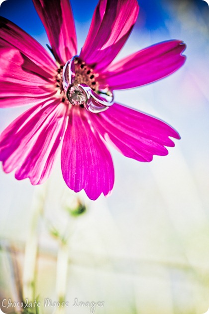 chocolate moose images, minneapolis portrait photographers, flowers, engagement ring photos, flower ring