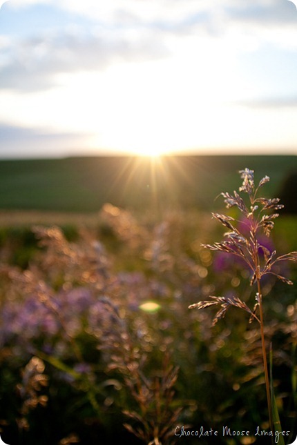 chocolate moose images, iowa summer