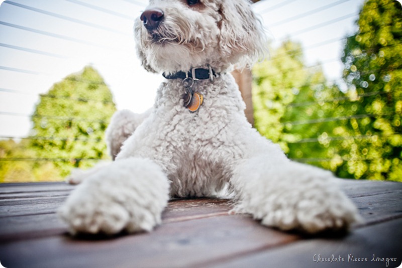 chocolate moose images, minneapolis pet portrait photographer, dog portraits, rocky, golden-doodle, rocky raccoon