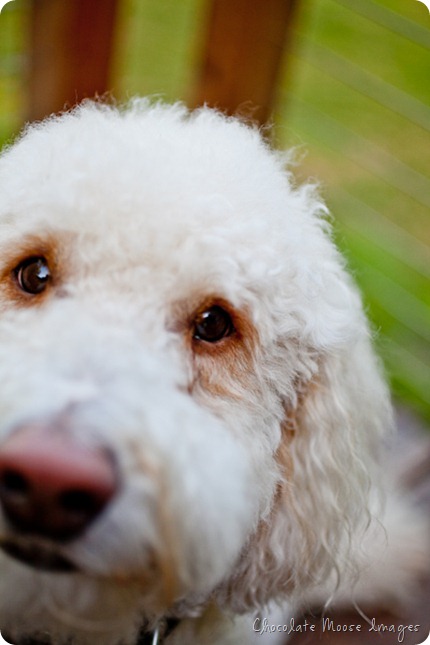 chocolate moose images, minneapolis pet portrait photographer, dog portraits, rocky, golden-doodle, rocky raccoon