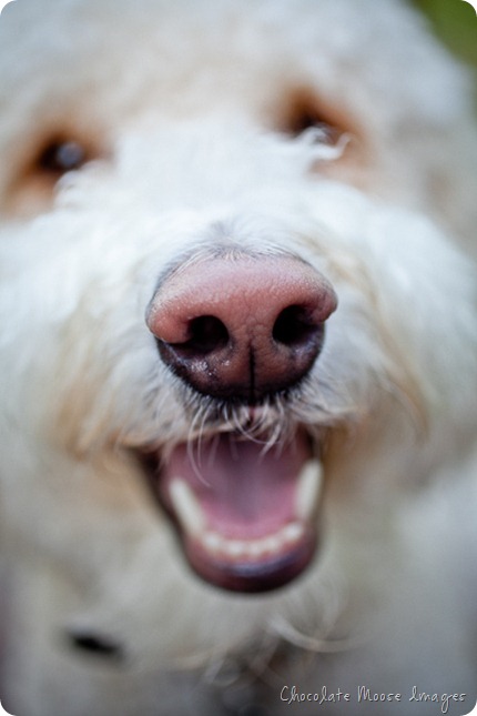 chocolate moose images, minneapolis pet portrait photographer, dog portraits, rocky, golden-doodle, rocky raccoon