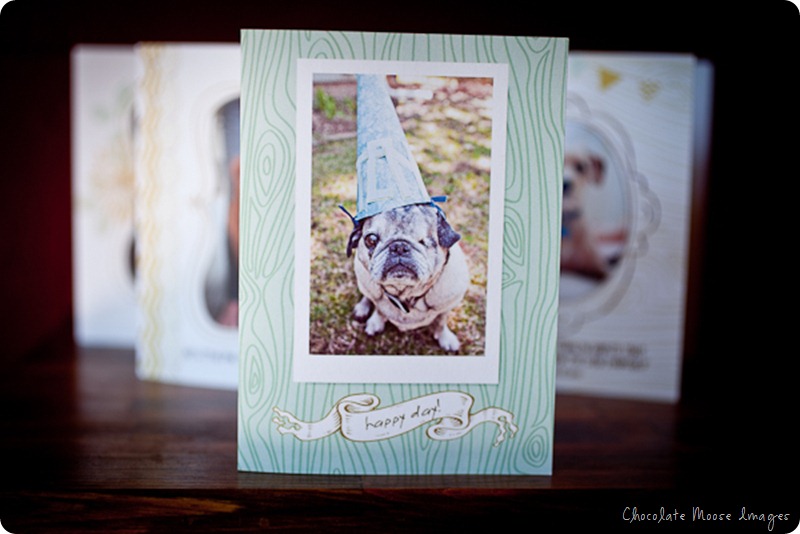 pet photography, chocolate moose images, minneapolis pet portrait photographer, crafts, greeting cards, dog photography, dog portraits, 100% recycled cards