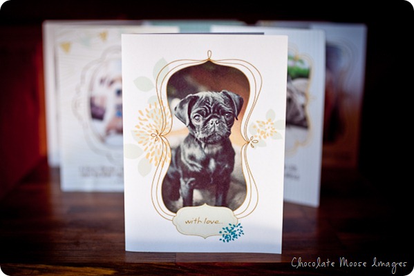 pet photography, chocolate moose images, minneapolis pet portrait photographer, crafts, greeting cards, dog photography, dog portraits, 100% recycled cards