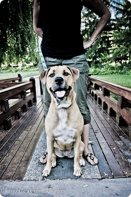 twin cities pet photographer, minneapolis pet photography, chocolate moose images, lilah, pit lab mix