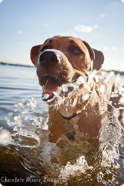 twin cities pet photographer, minneapolis pet photography, chocolate moose images, lilah, pit lab mix