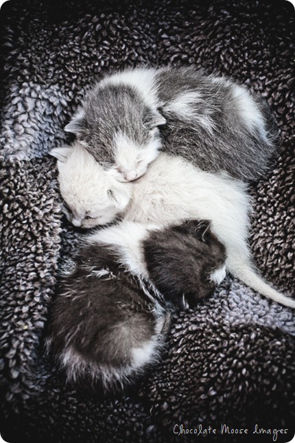 chocolate moose images, kitten, iowa, minneapolis pet photographer, pet portraits, cat photography