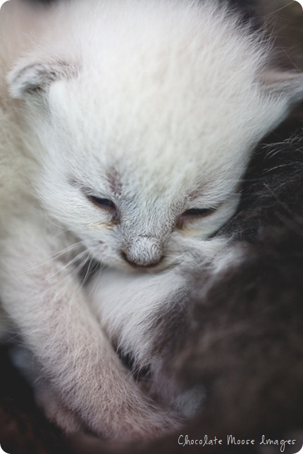 chocolate moose images, kitten, iowa, minneapolis pet photographer, pet portraits, cat photography