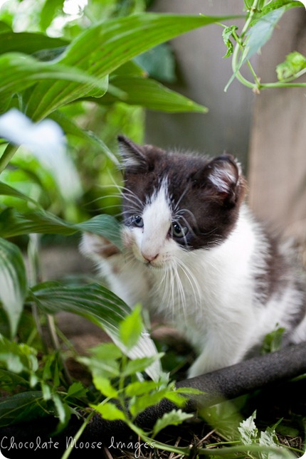 chocolate moose images, kitten, iowa, minneapolis pet photographer, pet portraits, cat photography