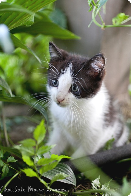 chocolate moose images, kitten, iowa, minneapolis pet photographer, pet portraits, cat photography