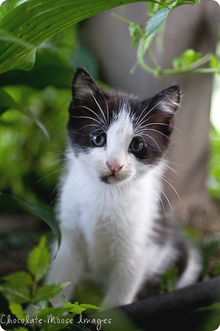 chocolate moose images, kitten, iowa, minneapolis pet photographer, pet portraits, cat photography