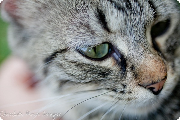 chocolate moose images, kitten, iowa, minneapolis pet photographer, pet portraits, cat photography