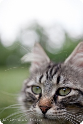 chocolate moose images, kitten, iowa, minneapolis pet photographer, pet portraits, cat photography