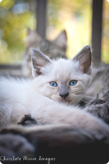 chocolate moose images, kitten, iowa, minneapolis pet photographer, pet portraits, cat photography