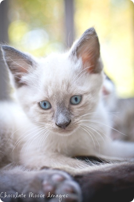 chocolate moose images, kitten, iowa, minneapolis pet photographer, pet portraits, cat photography