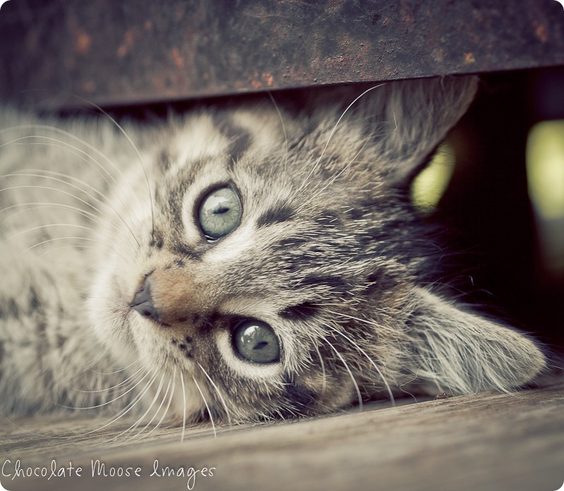 chocolate moose images, kitten, iowa, minneapolis pet photographer, pet portraits, cat photography