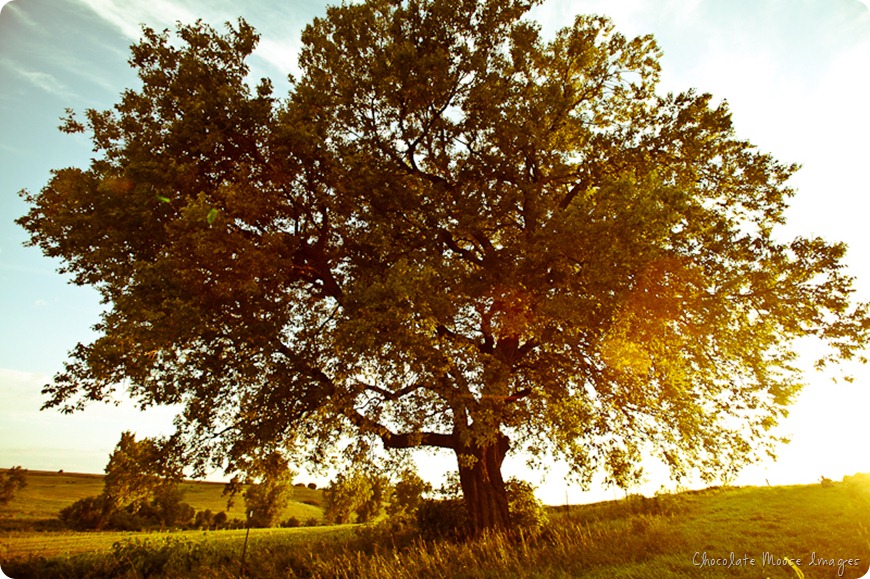 iowa farm, chocolate moose images, favorite tree