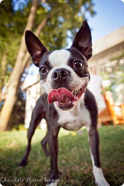 chocolate moose images, boston terrier, minneapolis pet photographer, dog portraits