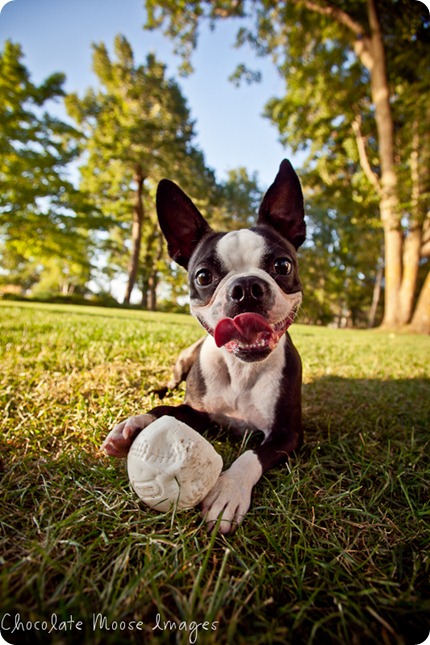 chocolate moose images, boston terrier, minneapolis pet photographer, dog portraits