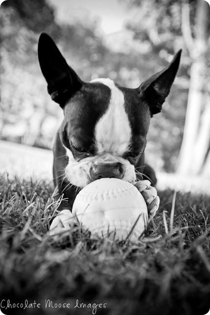 chocolate moose images, boston terrier, minneapolis pet photographer, dog portraits