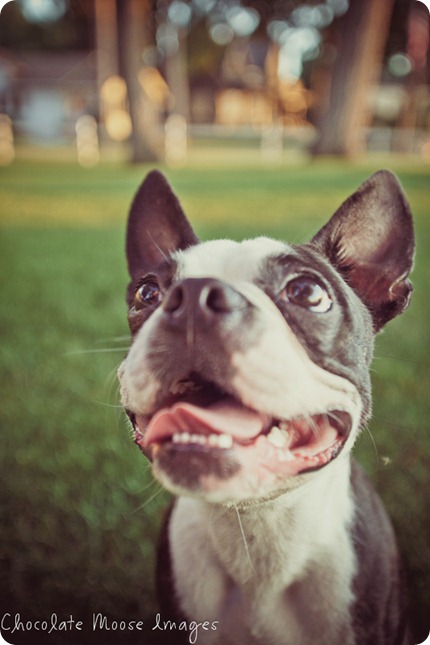 chocolate moose images, boston terrier, minneapolis pet photographer, dog portraits