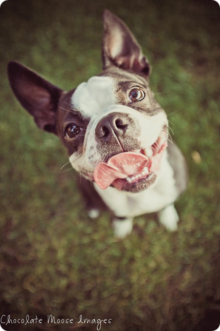 chocolate moose images, boston terrier, minneapolis pet photographer, dog portraits