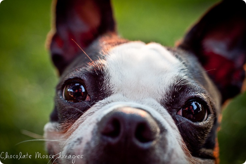 chocolate moose images, boston terrier, minneapolis pet photographer, dog portraits