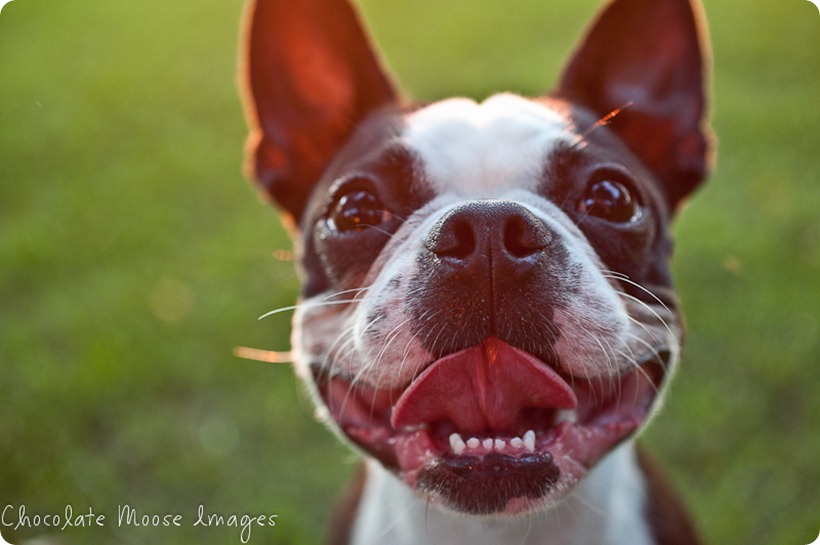 chocolate moose images, boston terrier, minneapolis pet photographer, dog portraits