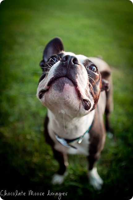 chocolate moose images, boston terrier, minneapolis pet photographer, dog portraits