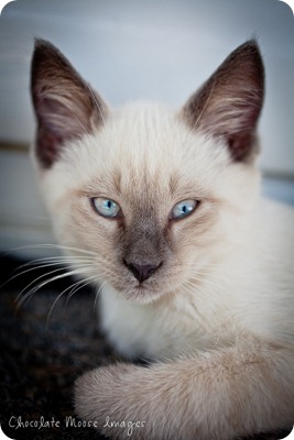 chocolate moose images, minneapolis pet photographer, kitties, white kittens, iowa