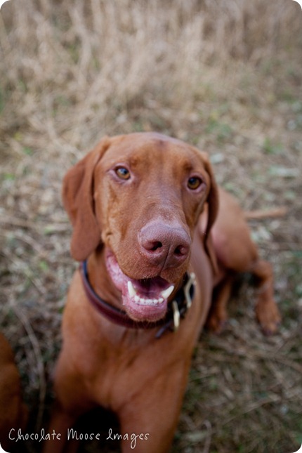 vizsla, minneapolis pet photographer, chocolate moose images, dog portraits, pet portrait, minneapolis