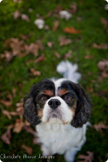 chocolate moose images, pet portraits, minneapolis pet photographer, king charles spaniels, dog portraits