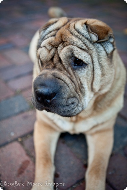 shar pei, chocolate moose images, minneapolis pet photographer, wrinkles, dog portrait, pet portraits