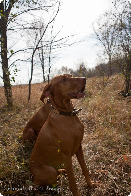 vizsla, minneapolis pet photographer, chocolate moose images, dog portraits, pet portrait, minneapolis